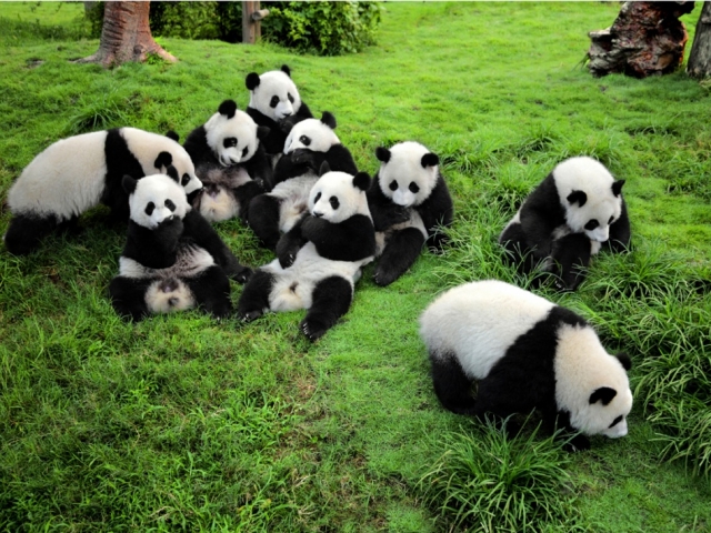 Three Gorges Discovery | Giant Panda Research Base, Chengdu