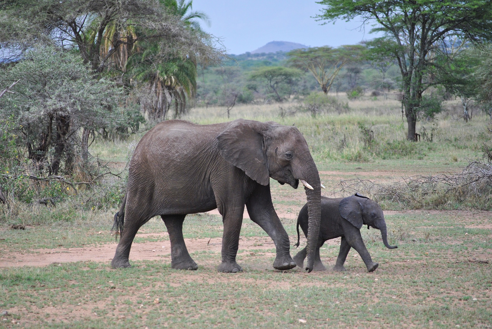 Kenya & Tanzania Adventure | Serengeti National Park, Tanzania