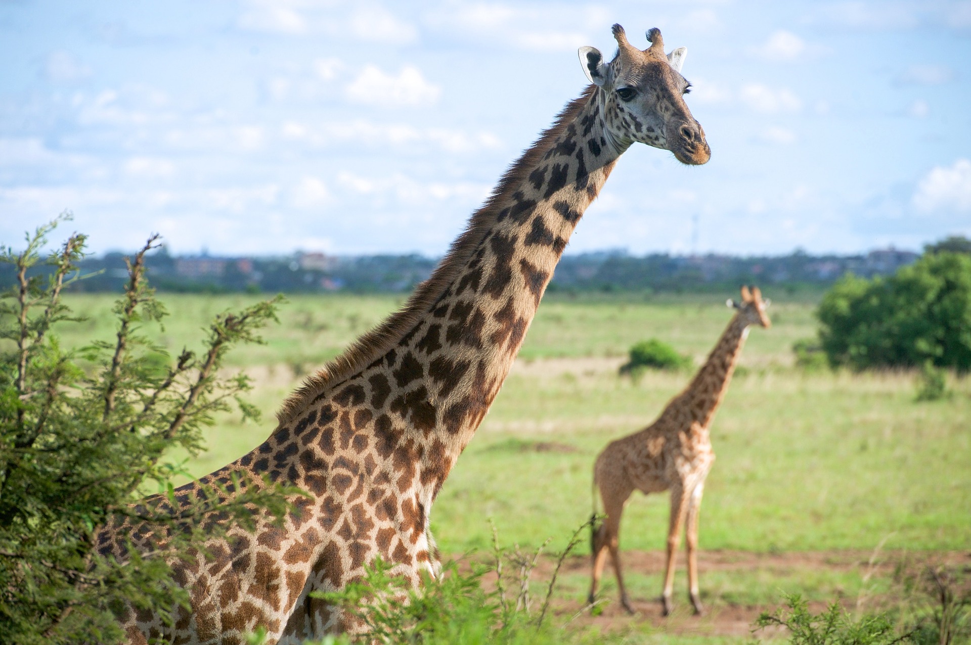 Africa Highlights | Serengeti National Park, Tanzania