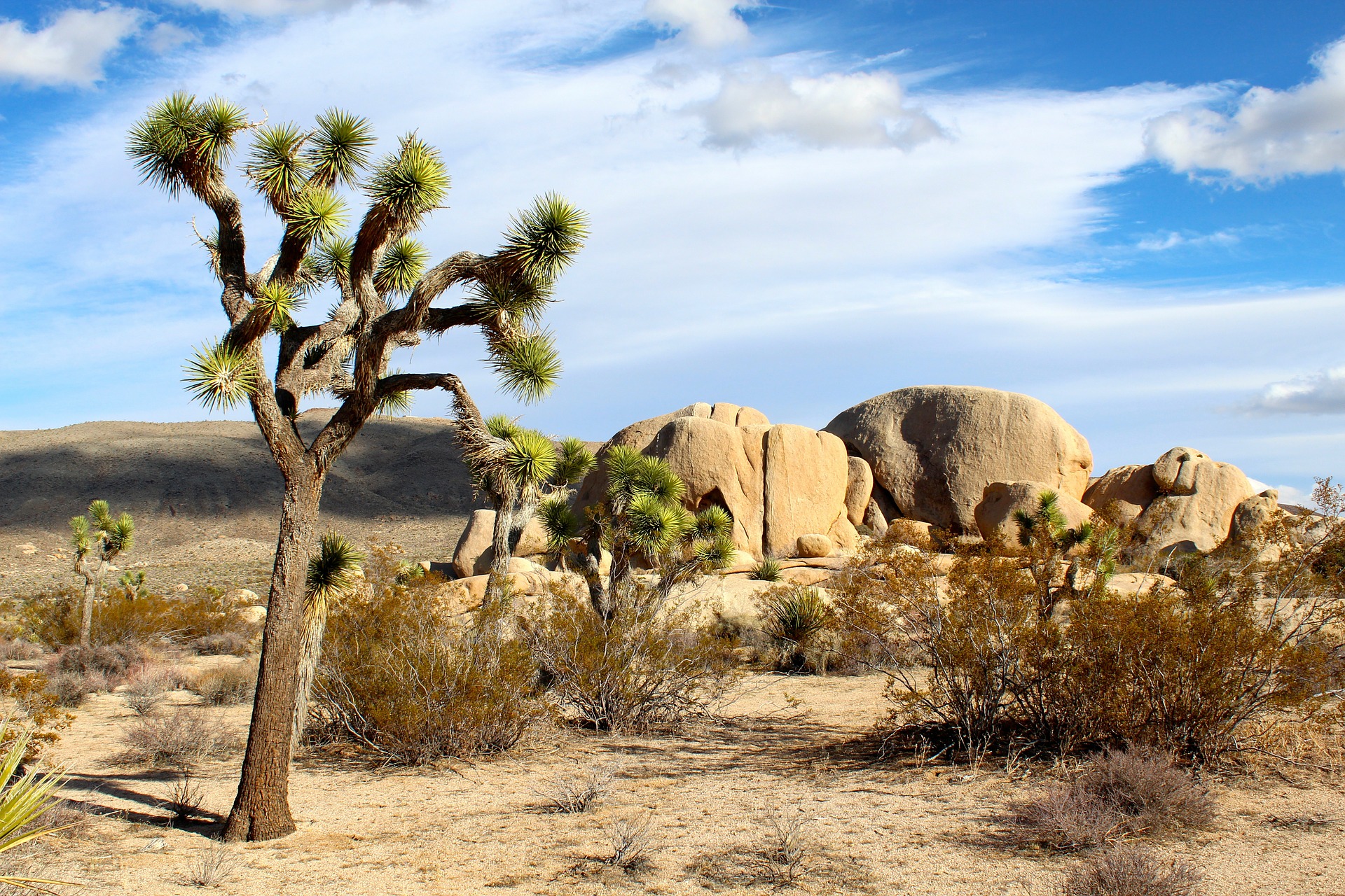 Southern California with Death Valley & Joshua Tree National Parks | Joshua Tree National Park, California, USA