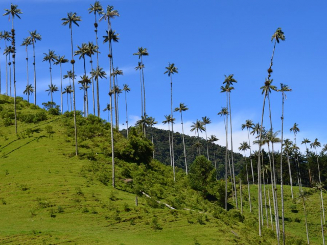 Coffee Aromas & Colonial Charms | Cocora Valley, Colombia