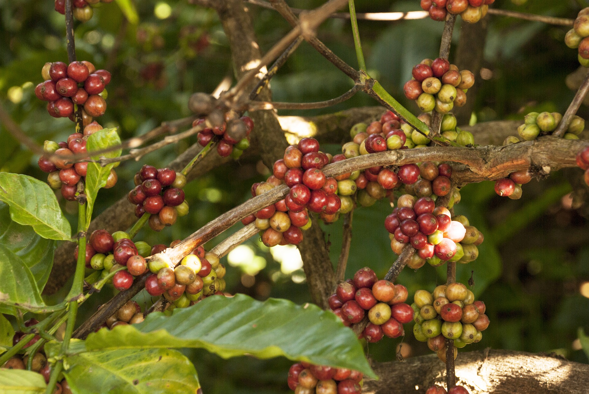 Coffee Aromas & Colonial Charms | Coffee Plantation, Colombia