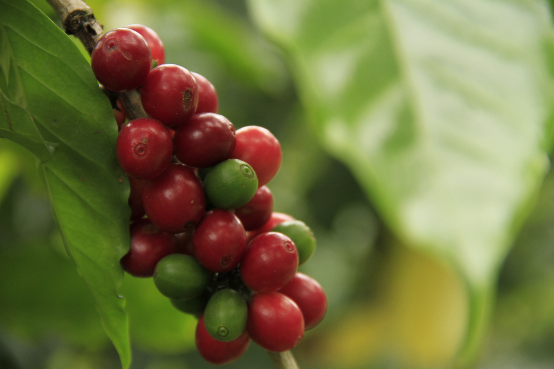 Aromas of the Coffee Region (Armenia) | San Alberto, Coffee Plantation, Colombia